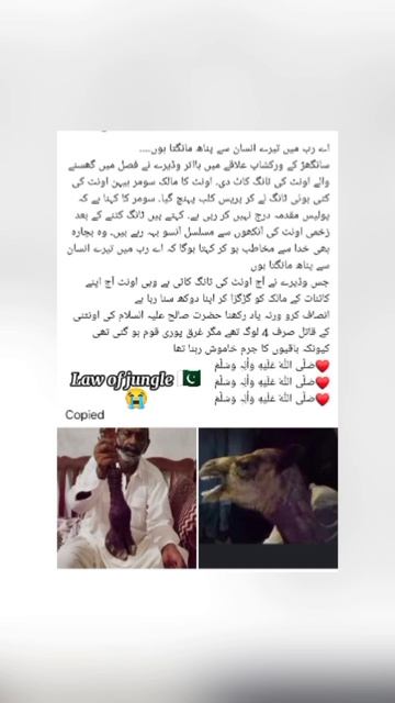 Camel 🐪 🥹🤲🏻 #pakistannews #Pakistan black day😭💔 смотреть онлайн