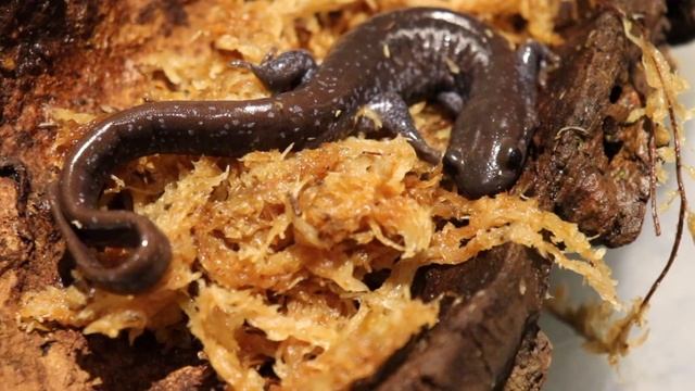 Salamander Pysanky смотреть онлайн