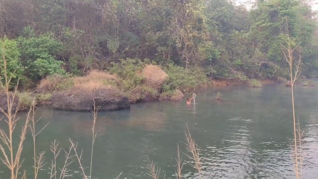 मी आणि संदेश गेलाव नदित आणि कांडाळीन पकडलाव नदितले मळी मासे!#Fishing_In_Kokan! @tejaskadamvlogs смотреть онлайн