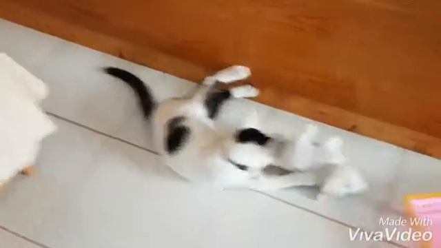KEDİ VE BİZ🐈👭SEVİYORUM DE SARIL BANA😍 смотреть онлайн