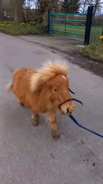 Toffee 🥰💗 #wednesday #dance #beautiful #canter #love #equine #equestrian #trot #shetland #2023 смотреть онлайн