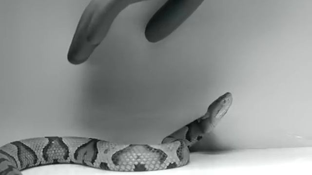 Strike by copperhead, Agkistrodon contortrix, filmed at 750 fps смотреть онлайн