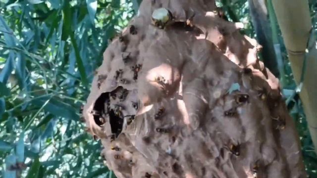 MURDER HORNET NEST REMOVAL INSIDE TREE,WASP MASSIVE,VESPA MANDARINIA,YELLOW JACKETS NEST SWARM смотреть онлайн