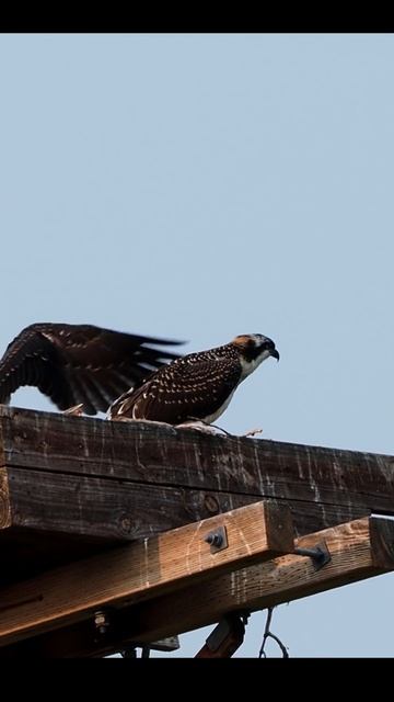 First Flight Attempts: Osprey Nestlings Never Give Up! #Osprey #Wildlife #raptor #birds of prey смотреть онлайн