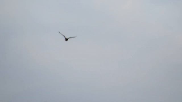 Птичка смотреть онлайн