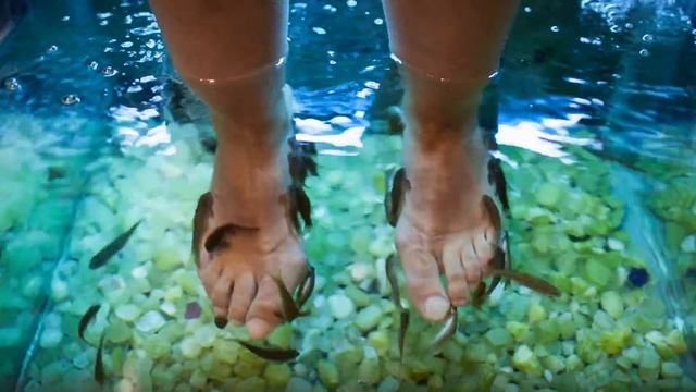 feet spa treatment in aquarium with garra rufa fish r смотреть онлайн