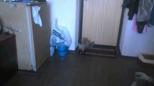 Кошка породы рэдголд приносит пробку от бутылки смотреть онлайн