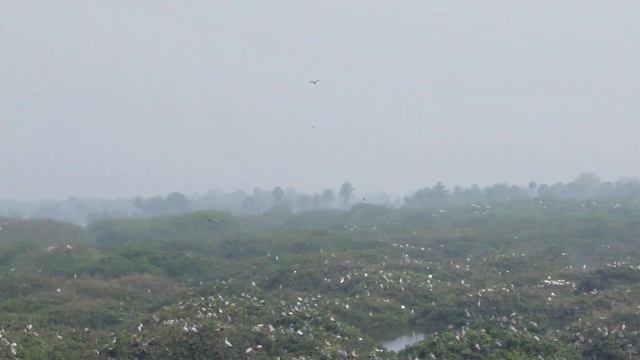 Vedanthangal Birds watching tower смотреть онлайн