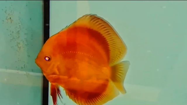 Albino red cover pair with eggs. Chen’s discus смотреть онлайн
