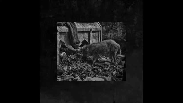 Blattella - Revel (Single)