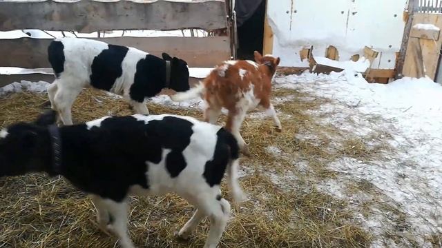 Телята гуляют смотреть онлайн