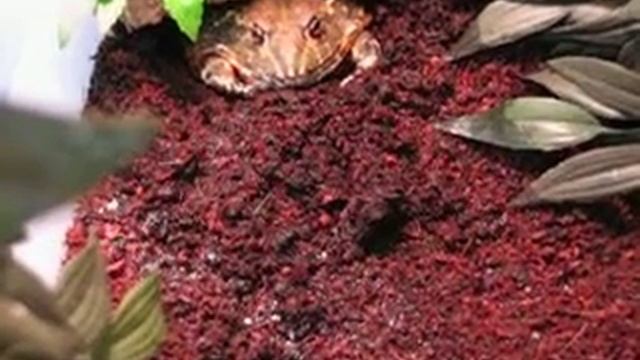 Graboune (My Giant African Bullfrog / Ma Pyxicephalus adspersus) eating two Dubia roaches смотреть онлайн
