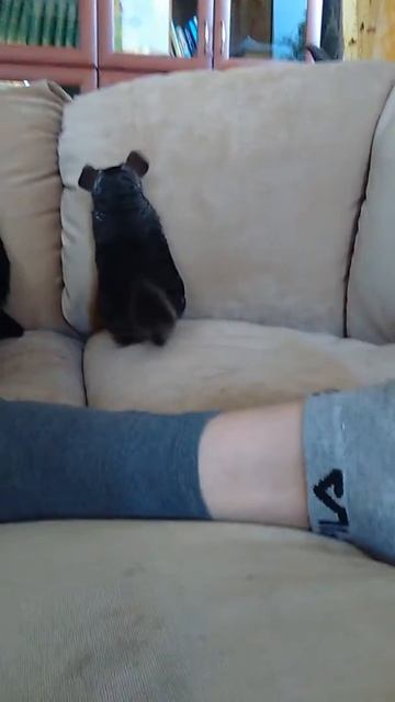 Дресированная шиншилла Джоржик ! смотреть онлайн