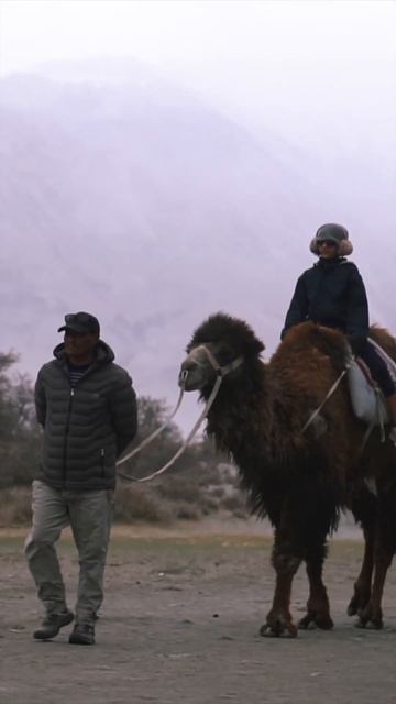 Cold Desert er Camel 🐫 #sanygiri #ladakh смотреть онлайн