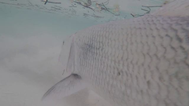 Bonefish Edit смотреть онлайн