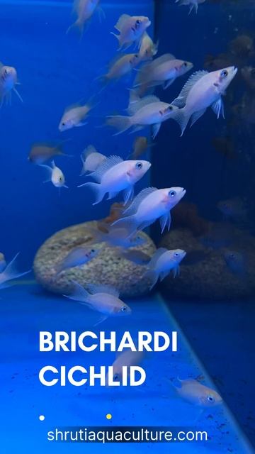 BRICHARDI CICHLID смотреть онлайн