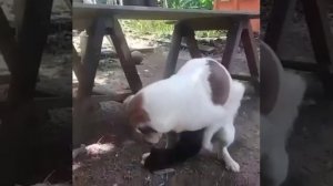 Dog matting with Cat