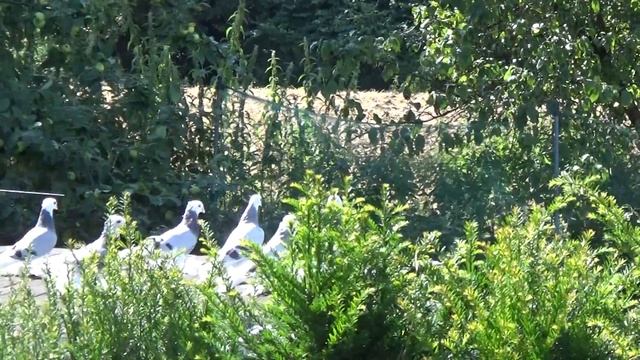 Голуби на крыше/северо-кавказцы.... / 24.07.2016 / смотреть онлайн