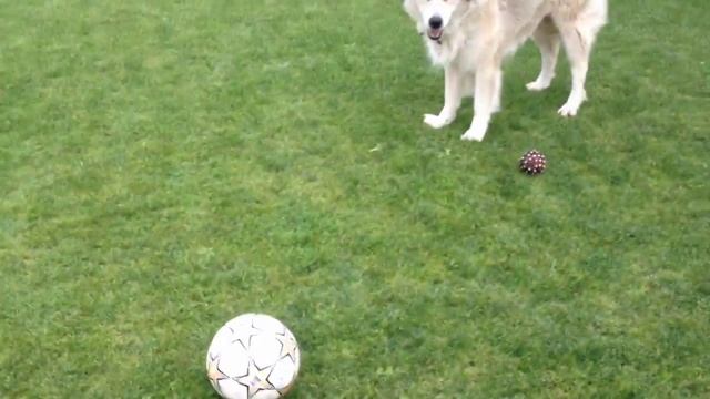 Benny Hill dogs смотреть онлайн