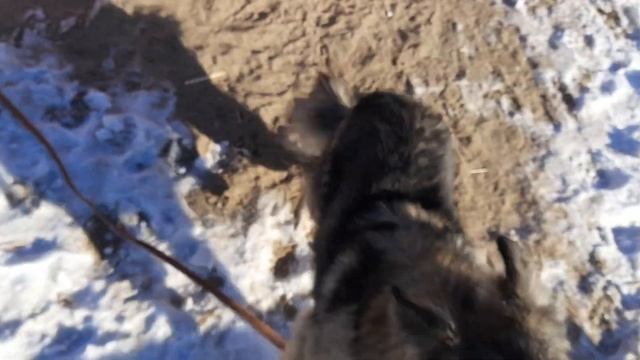 27.01.2023 г. Кинологи в приюте для бездомных животных "Лисёна". смотреть онлайн