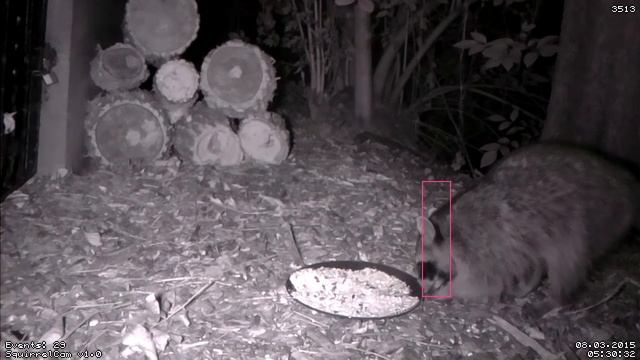 RaspBerry Pi Camera - Raccoon in La Canada Flintridge, CA смотреть онлайн