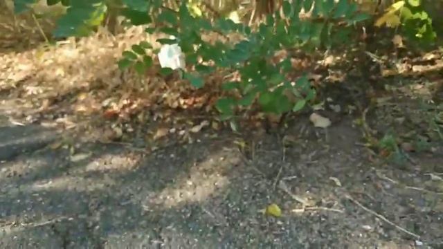 Видео читательницы: соль с лезвиями в Корабельном районе смотреть онлайн