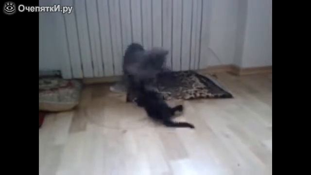 Кот и котёнок собрались. смотреть онлайн