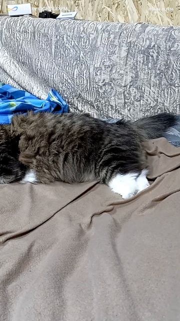 Доброй ночи 🐱 смотреть онлайн