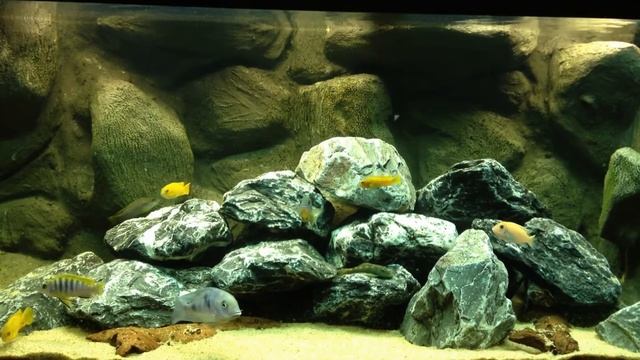Malawi aquarium смотреть онлайн