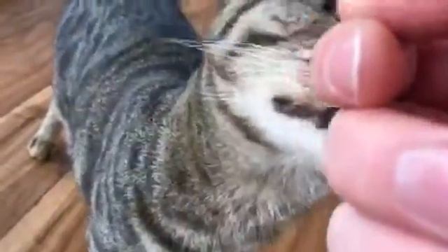 Cleo and Joey Kitty Mail!! смотреть онлайн