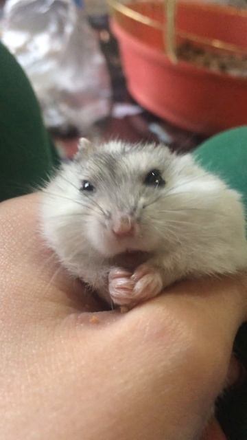 Мимимишный хомяк :3 смотреть онлайн