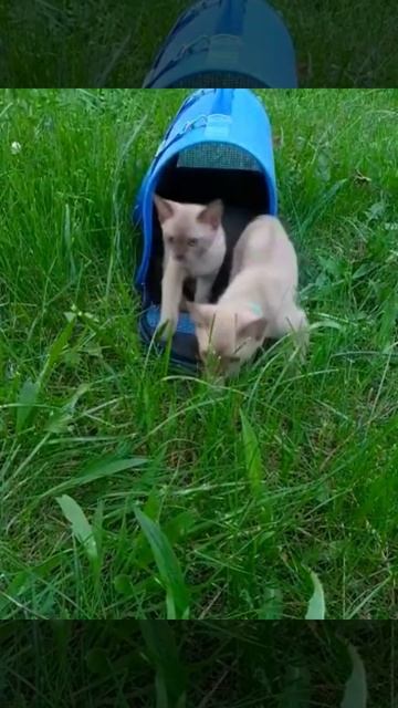 Бурманские котята свободны для бронирования смотреть онлайн