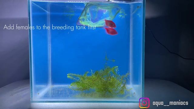 The Ultimate guide to breed Colour Widow tetra’s || how to breed widow tetra fish step by step смотреть онлайн
