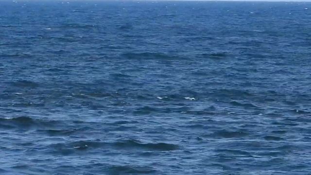 Dolphins at Roker Peir. смотреть онлайн