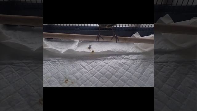 Влог по уходу за птенцами, птички и йорк!забота о птенцах,ДРОЗДа!! смотреть онлайн