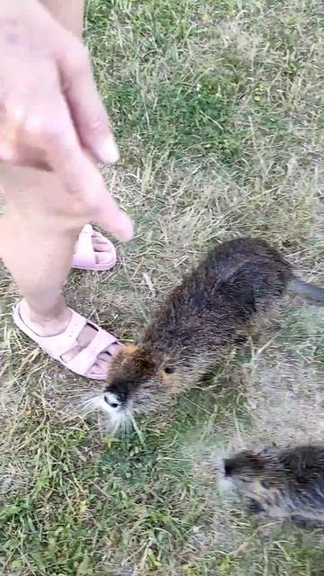 Пиештяны, Спа остров. Нутрии. смотреть онлайн