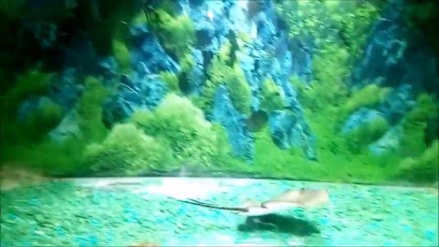 Океанариум в Геленджике смотреть онлайн