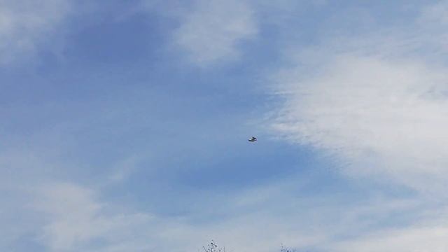 Армянские БОЙНЫЕ ГОЛУБИ в полете! Armenian pigeons IN flight! смотреть онлайн