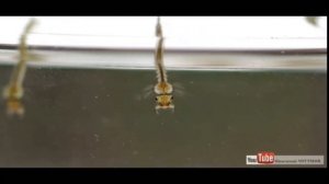 Путь комара (как рождается комар)