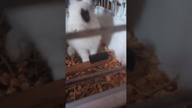 Степка мой пухлый кролик смотреть онлайн