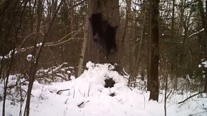 Медведица с медвежатами забираются в берлогу