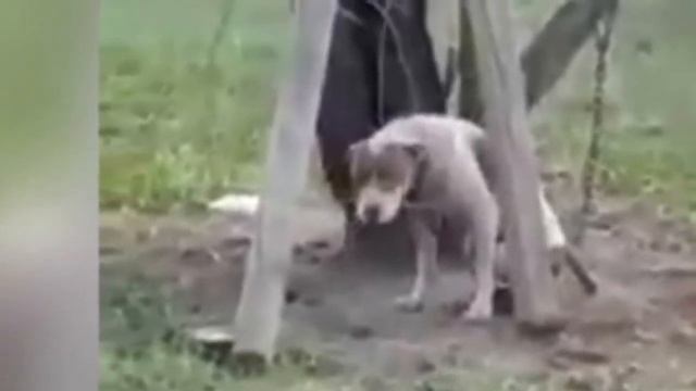 The dog was CHAINED UP in the forest and LEFT to fend for himself.. смотреть онлайн