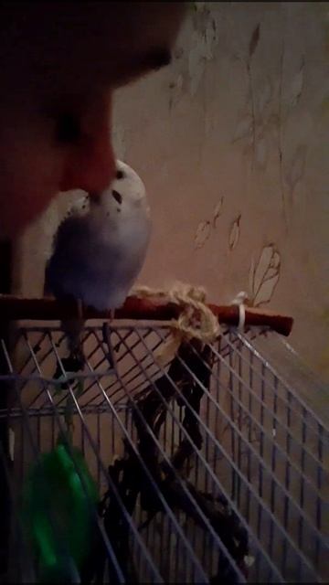 Чмок Попугая смотреть онлайн