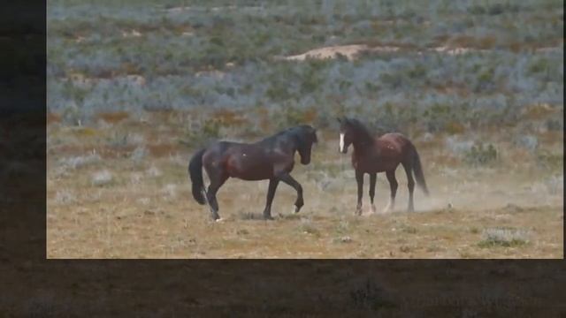 Бой жеребцов смотреть онлайн