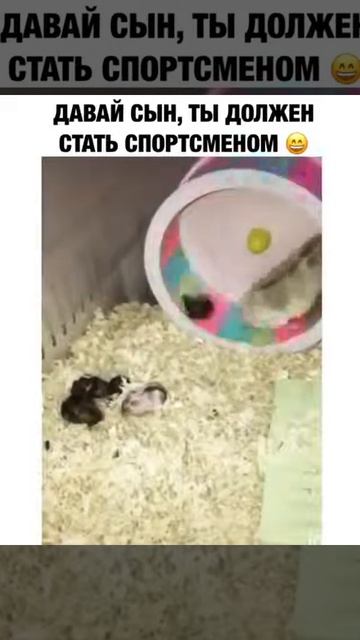 Хомяк и Хомячок смотреть онлайн