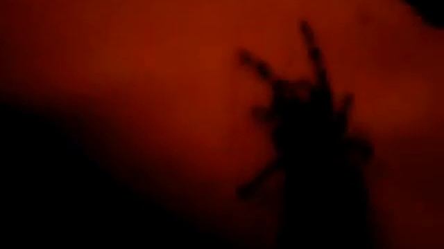 Acanthoscurria geniculata L5 смотреть онлайн