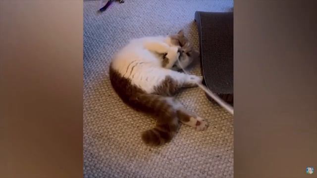 смешные приколы с животными смотреть всем смотреть онлайн