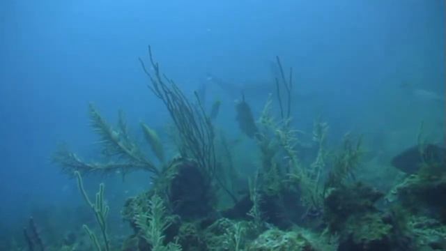 KUBA - JARDINES DE LA REINA смотреть онлайн