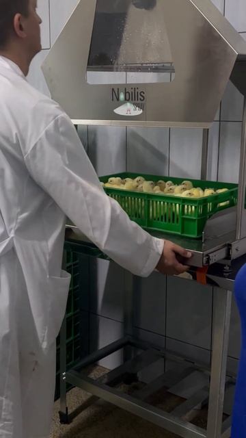 Вакцинация суточных цыплят Росс-308 и Кобб-500 спрей-методом против болезней смотреть онлайн