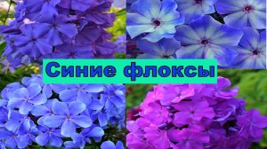 СИНИЕ СИРЕНЕВЫЕ ФЛОКСЫ